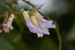 Hog Peanut